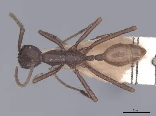 Eciton dulcium - FMNHINS0000045232