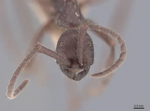 Eciton dulcium - FMNHINS0000045232