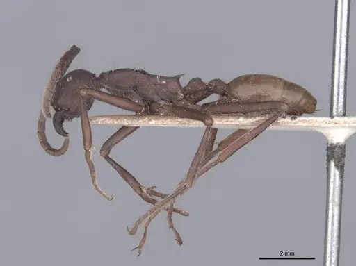 Eciton dulcium - FMNHINS0000045232