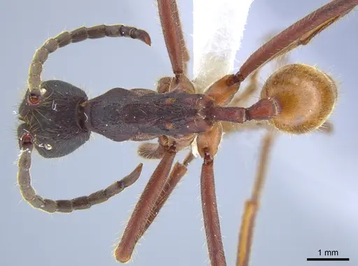 Eciton dulcium - JTLC000008184