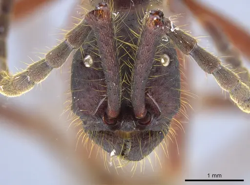 Eciton dulcium - JTLC000008184