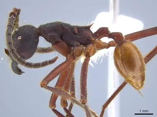 Eciton dulcium - JTLC000008184