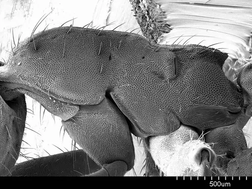 Eciton hamatum specimen