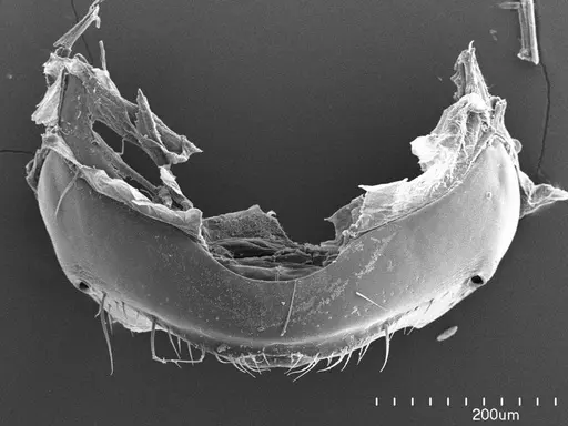 Eciton hamatum - ANTWEB1008604