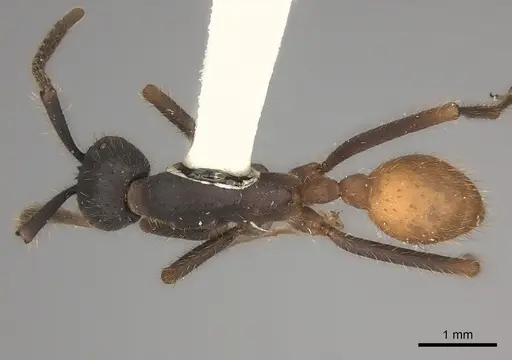 Eciton hamatum - CASENT0217470