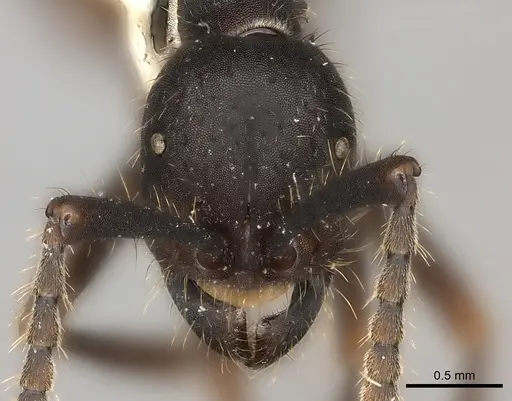 Eciton hamatum - CASENT0217470