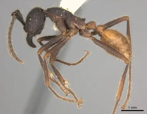 Eciton hamatum - CASENT0217470