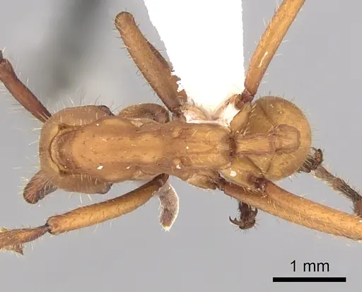 Eciton hamatum - CASENT0249456