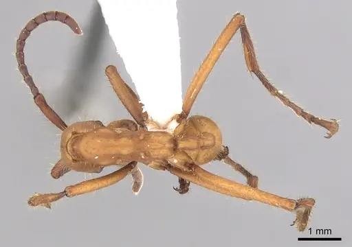 Eciton hamatum - CASENT0249456