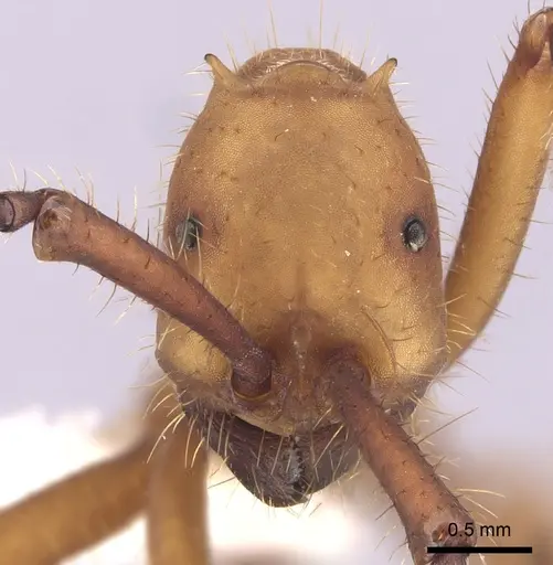 Eciton hamatum - CASENT0249456