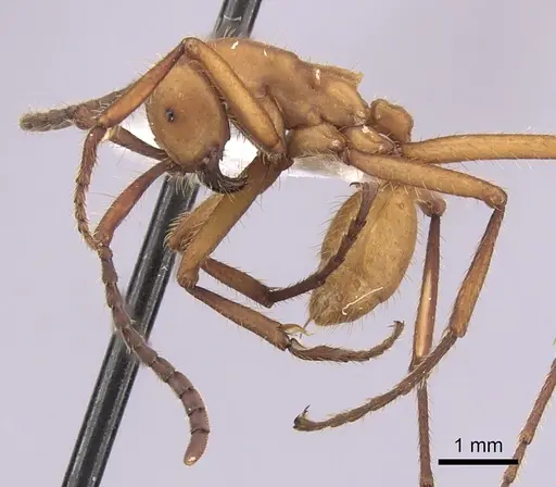 Eciton hamatum - CASENT0249456