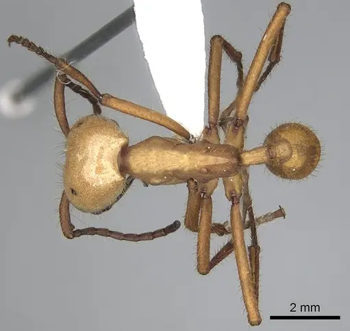 Eciton hamatum - CASENT0249457