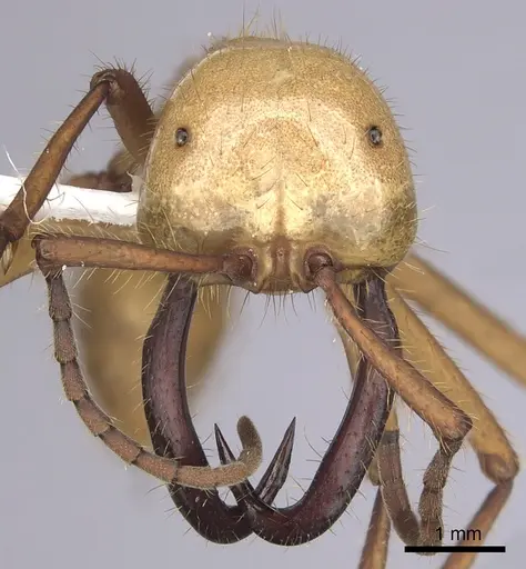 Eciton hamatum - CASENT0249457