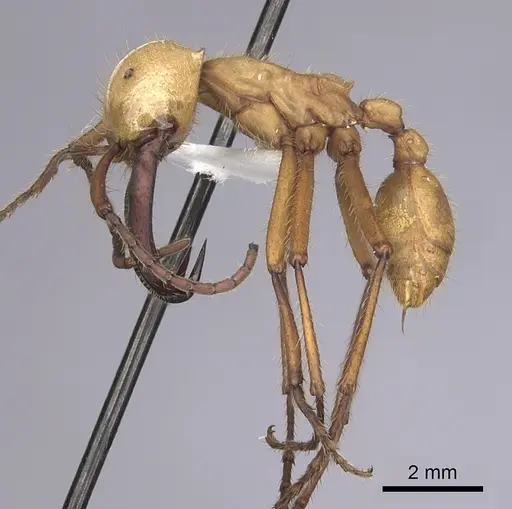 Eciton hamatum - CASENT0249457