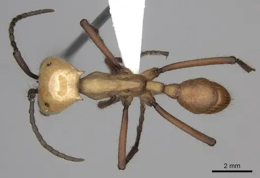 Eciton hamatum - CASENT0612205