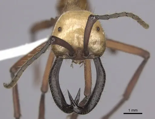 Eciton hamatum - CASENT0612205