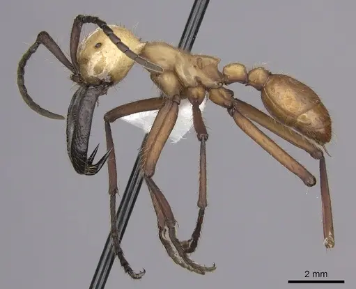 Eciton hamatum - CASENT0612205