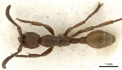 Eciton hamatum - CASENT0902636