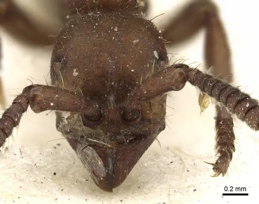 Eciton hamatum - CASENT0902636