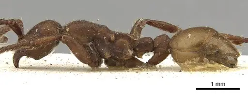 Eciton hamatum - CASENT0902636