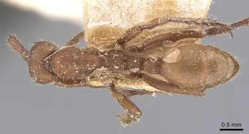 Eciton hamatum - CASENT0905949