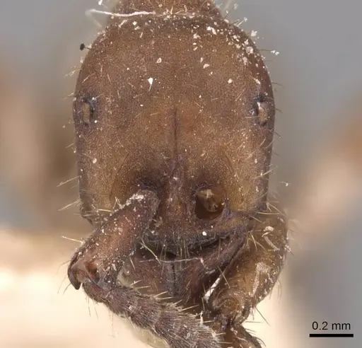 Eciton hamatum - CASENT0905949