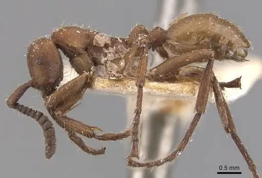 Eciton hamatum - CASENT0905949