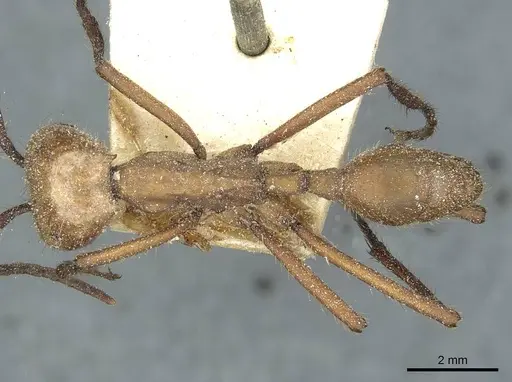 Eciton hamatum - CASENT0911379