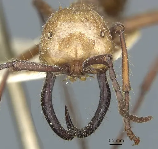 Eciton hamatum - CASENT0911379