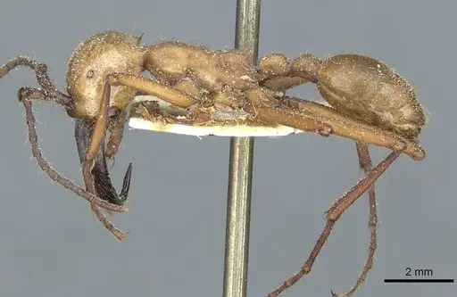 Eciton hamatum - CASENT0911379