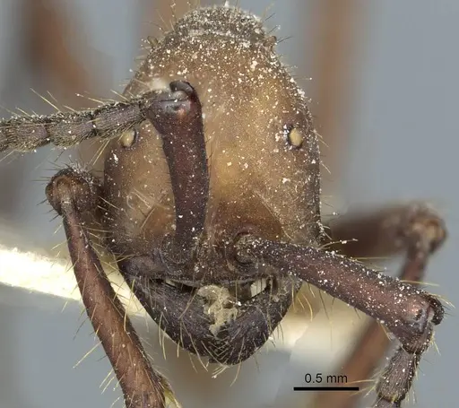 Eciton hamatum - CASENT0911380