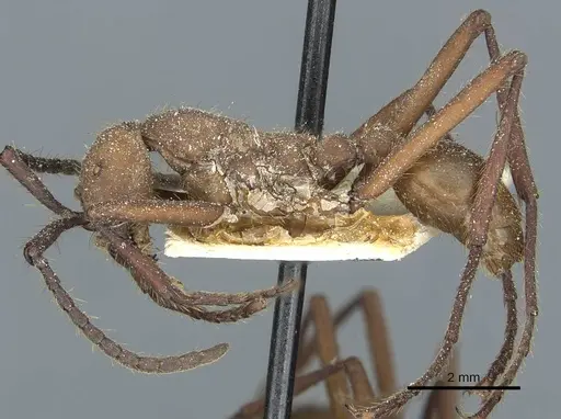 Eciton hamatum - CASENT0911380