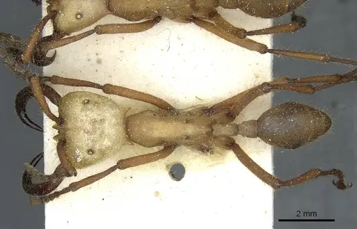 Eciton hamatum - CASENT0911381