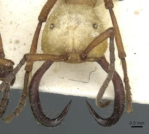 Eciton hamatum - CASENT0911381