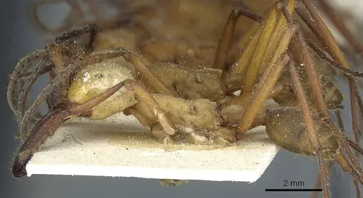 Eciton hamatum - CASENT0911381