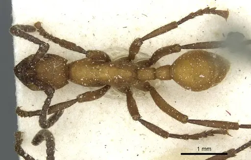 Eciton hamatum - CASENT0911382