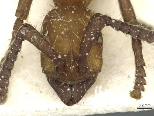 Eciton hamatum - CASENT0911382