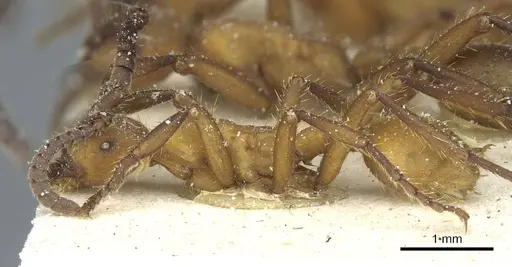 Eciton hamatum - CASENT0911382