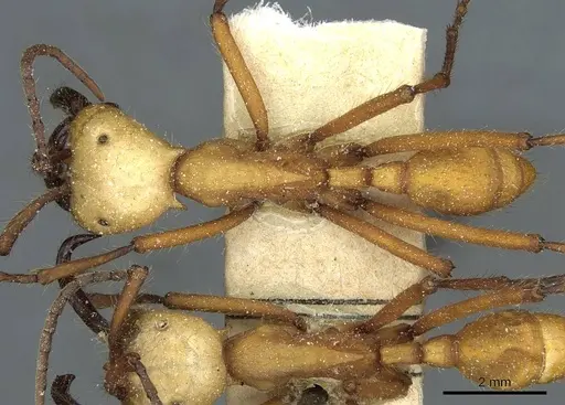 Eciton hamatum - CASENT0911383