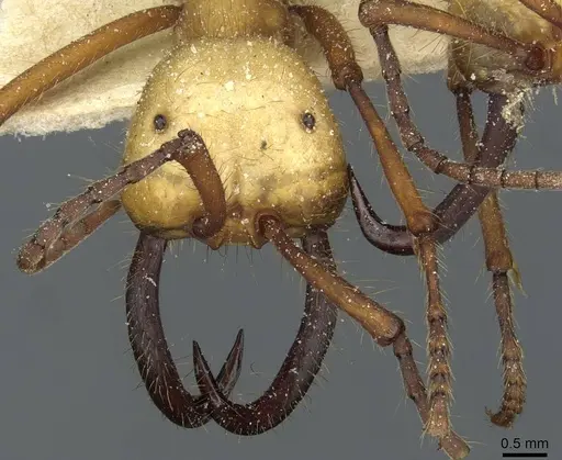 Eciton hamatum - CASENT0911383