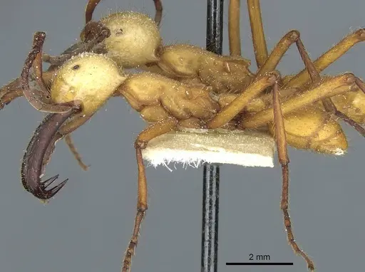 Eciton hamatum - CASENT0911383