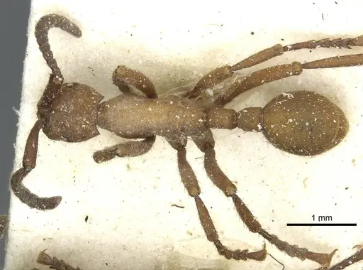 Eciton hamatum - CASENT0911384