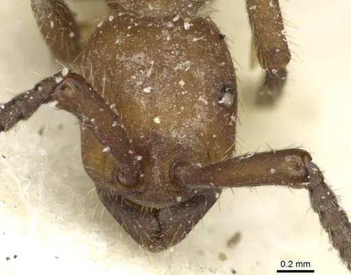 Eciton hamatum - CASENT0911384