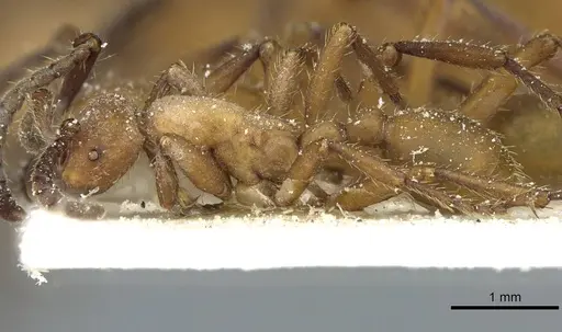 Eciton hamatum - CASENT0911384