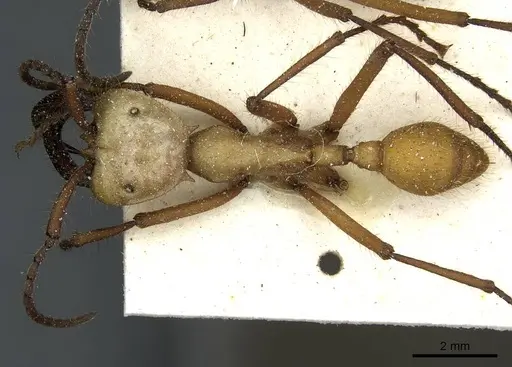 Eciton hamatum - CASENT0911385