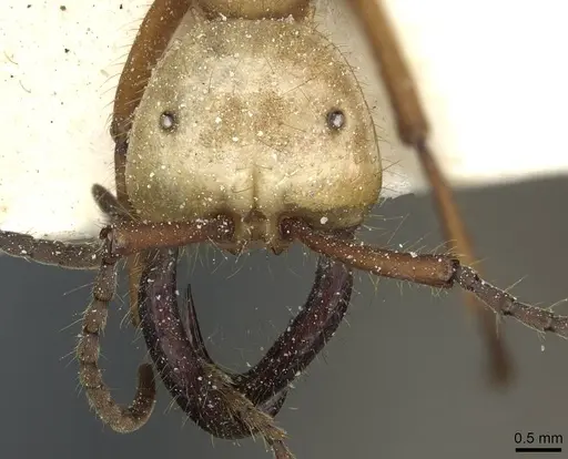 Eciton hamatum - CASENT0911385