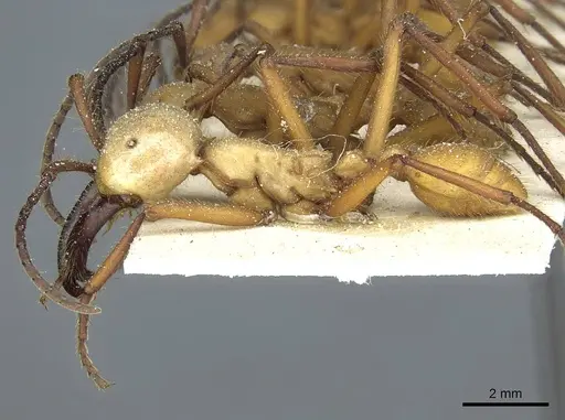 Eciton hamatum - CASENT0911385