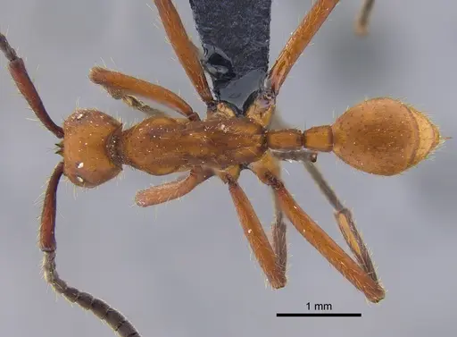 Eciton hamatum - CBUMAGENT41861