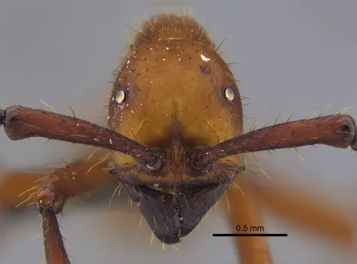 Eciton hamatum - CBUMAGENT41861