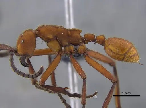 Eciton hamatum - CBUMAGENT41861